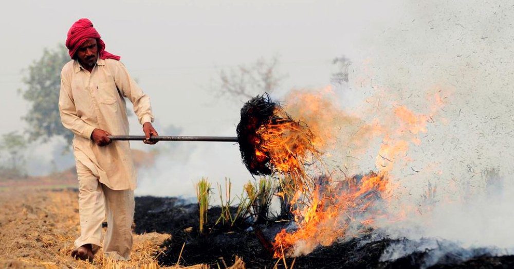 farmer burning parali