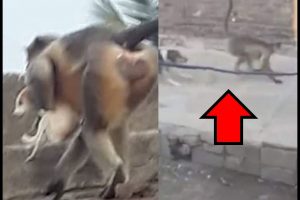 Maharashtra: कुत्ते और बंदरों के बीच चल रहे ‘युद्ध’ से परेशान गांव के लोग, प्रशासन से लगाई मदद की गुहार