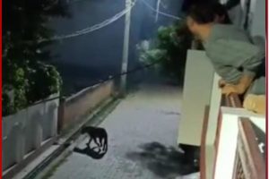 UP: लखनऊ की सड़कों पर आधी रात को तेंदुए का तांडव, लोगों के फेंके जाल से निकलकर भागा..देखें Video
