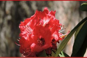 Himalyan Plant Buransh: हिमालय में मिली कोरोना की संजीवनी बूटी, वायरस को खत्म करेगा ये अनोखा पौधा
