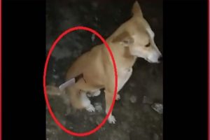 Video: ग्रेटर नोएडा में कुत्ते पर चाकू से हमला, सोशल मीडिया में वीडियो वायरल हुआ तो हरकत में आई पुलिस