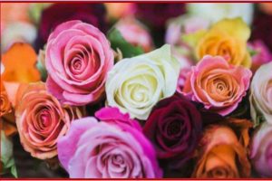Rose Day 2022: रंग से पहचानें ‘गुलाब का फूल’ देने वाले की फीलिंग्स, जानें किस कलर का क्या है अर्थ?