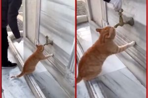 Video: पानी पीने के लिए नल से मुंह लगाकर खड़ी थी बिल्ली, तभी शख्स ने किया ऐसा काम, अब हो रही तारीफ