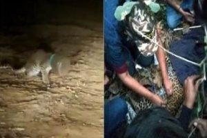 Leopard Rescue Mission: प्लास्टिक के बर्तन में फंसा तेंदुए का सिर, 48 घंटे बाद किया गया रेस्क्यू, देखें Video