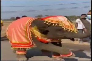 Elephant Viral Video: गजराज ने किया ऐसा शानदार डांस, वीडियो देखकर उड़ जाएंगे होश