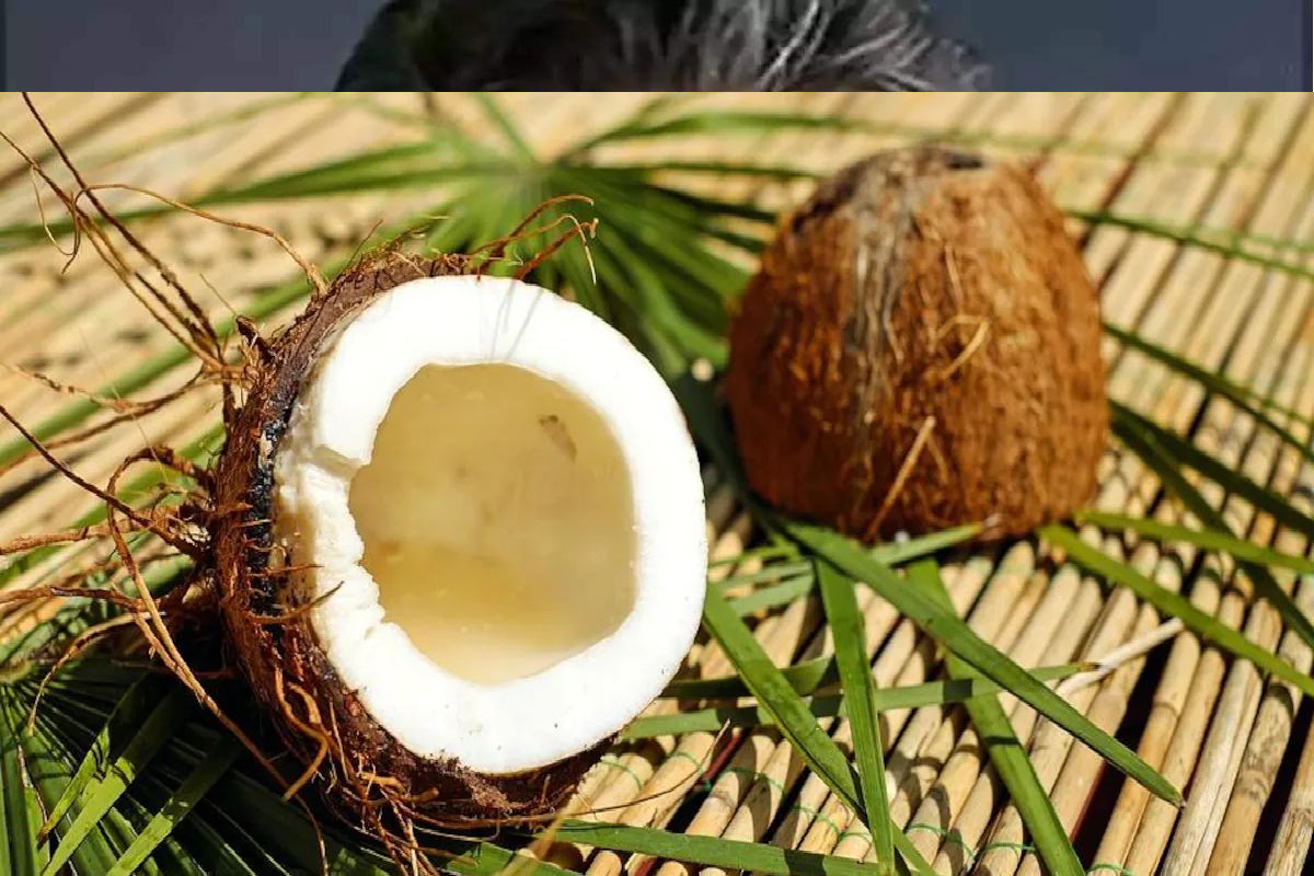 Astro Tips: नारियल के इन प्रयोगों से चुटकियों में दूर होती हैं बधाएं, जानिए नारियल के चमत्कार और ज्योतिष उपाय