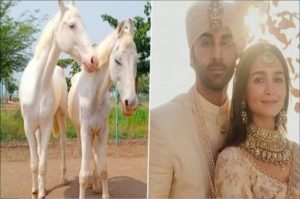 Alia Ranbir Wedding:रणबीर-आलिया को मिला शादी का बेहतरीन तोहफा, एनिमल वेलफेयर एनजीओ ने गिफ्ट में दिए दो सफेद घोड़े
