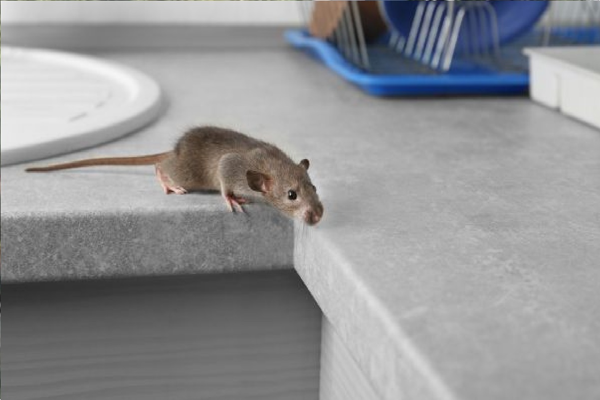 How To Get Rid of Rats: घर में चूहों के आतंक से परेशान हैं, तो इन 7 तरीकों से पाएं छुटकारा, एक बार में ही होगा सफाया