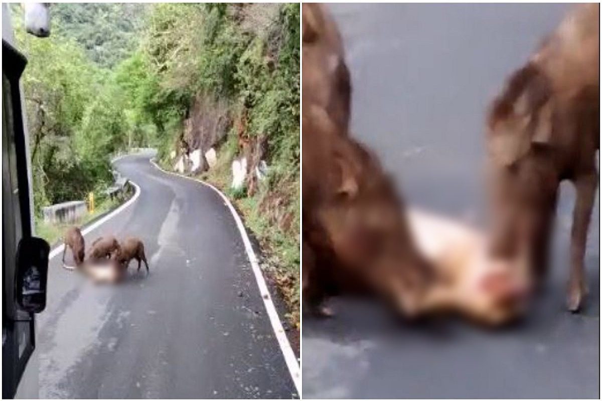Viral video:”झुंड में तो सूअर आते हैं” वाला डायलॉग हुआ सच, अब क्या करेगा तेंदुआ
