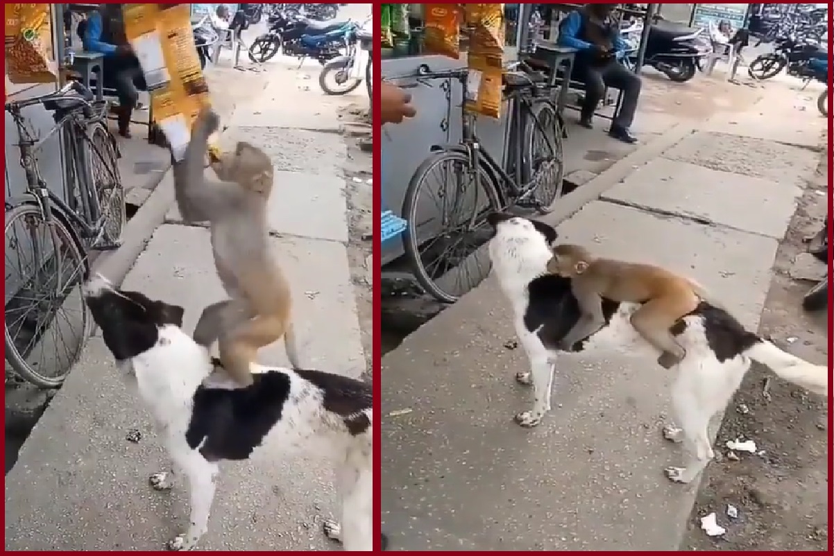 Viral Video: कुत्ते के ऊपर चढ़कर दुकान से चिप्स का पैकेट चुराने लगा बंदर, देखकर हंसने को हो जाएंगे मजबूर