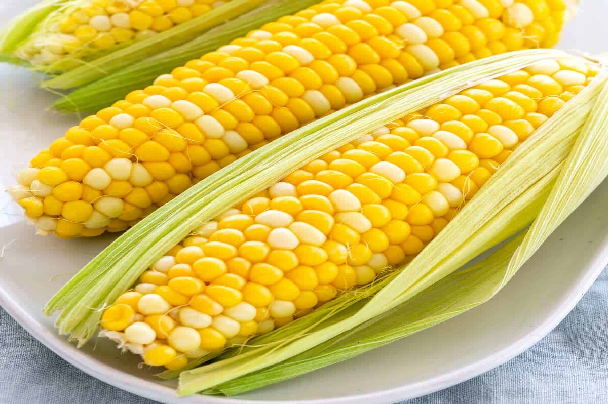 Corn Side Effects: आपको बीमार बना सकता है मक्का!, ये लोग गलती से भी न खाएं