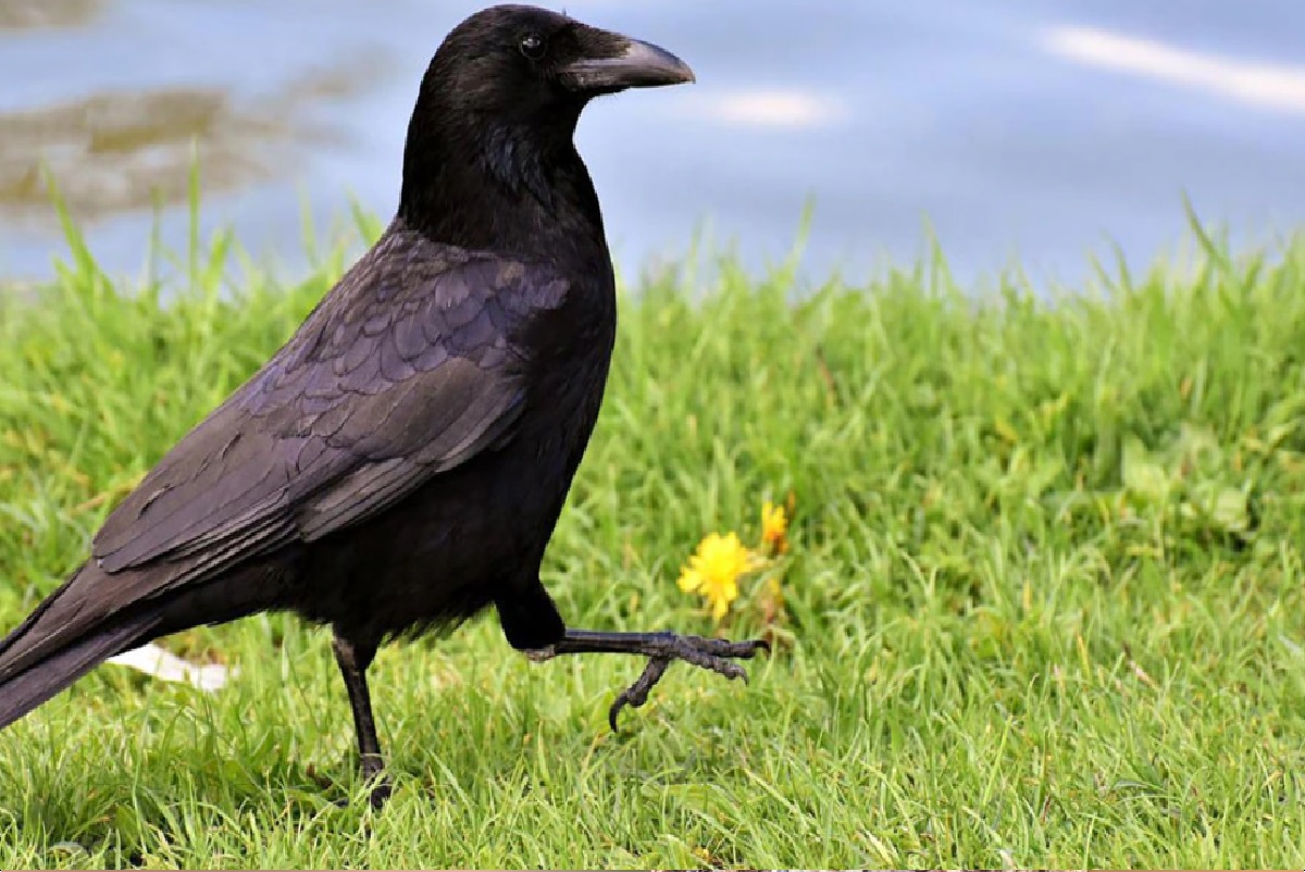 Crow....