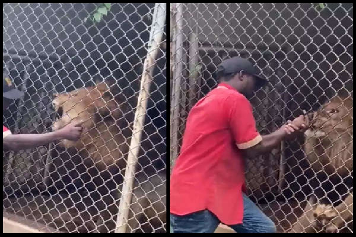 Video: जंगल के राजा के साथ मस्ती करना शख्स को पड़ा भारी, पूरी उंगली ही ले गया शेर, देखें खौफनाक मंजर