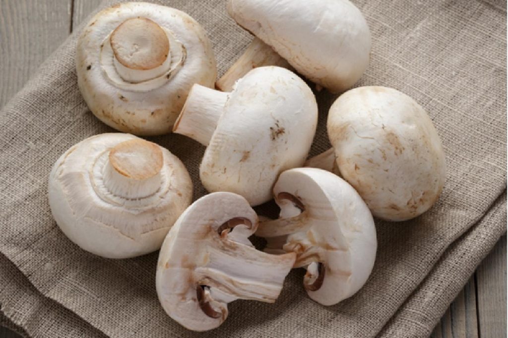 mashroom