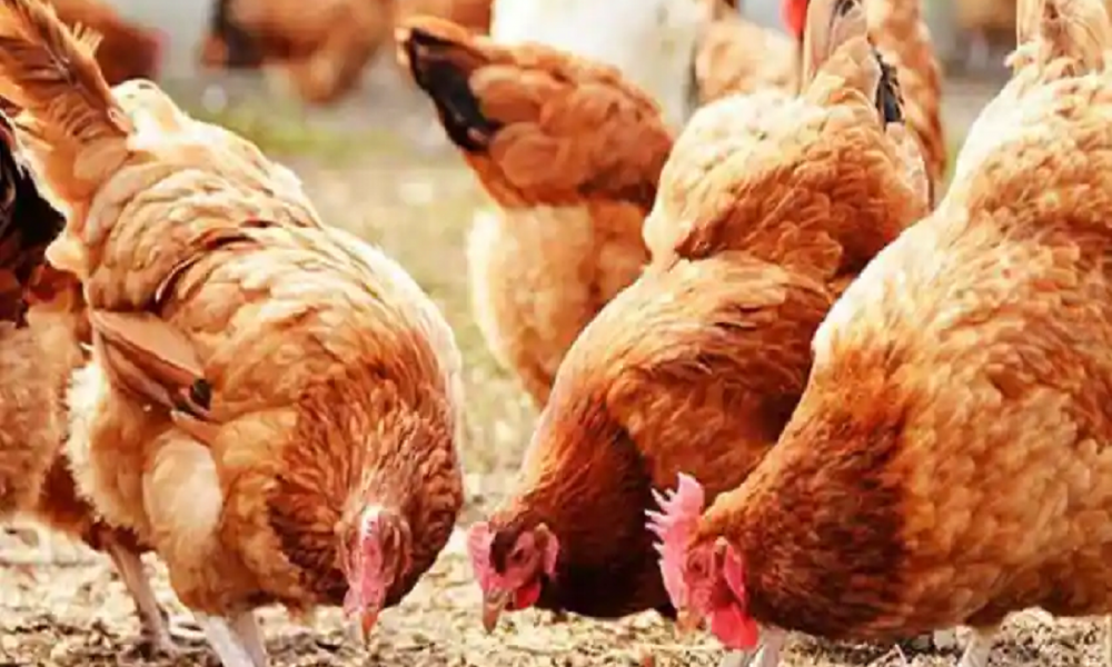 Business Idea: कमाल का है ये बिजनेस आइडिया, बहुत कम लागत में कमा सकते हैं लाखों का मुनाफा
