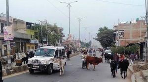 Action Unveiled: यूपी में जानवरों को आवारा छोड़ने वालों की अब खैर नहीं, पुलिस के जरिए योगी सरकार ऐसे लोगों को करेगी ठीक