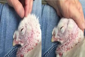 Video Viral: इस ‘चिकन’ को रोता देख छोड़ देंगे नॉनवेज खाना, आंखों में मोटे-मोटे आंसू लिए हुआ भावुक कर देने वाला वीडियो वायरल