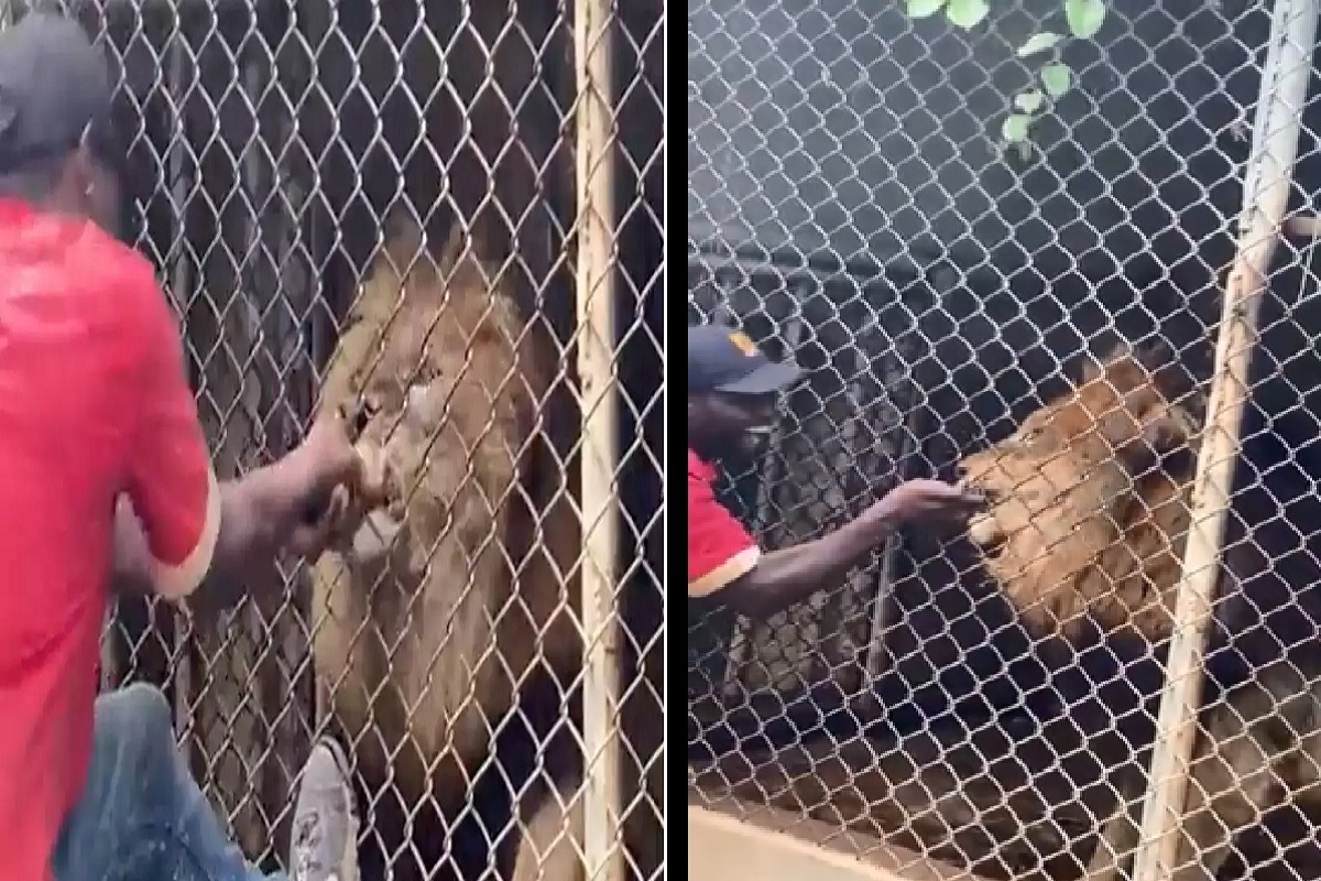 Viral Video: शेर के पिंजरे में शख्स ने डाला हाथ, फिर हुआ कुछ ऐसा, वीडियो देख रोंगटे खड़े हो जाएंगे आपके