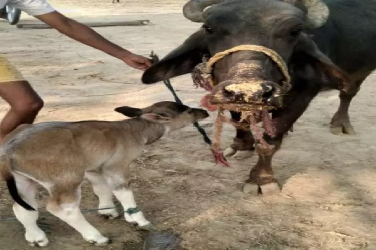 UP: बलिया में चमत्कार, भैंस ने गाय के बछड़े को दिया जन्म, यहां देखें Video