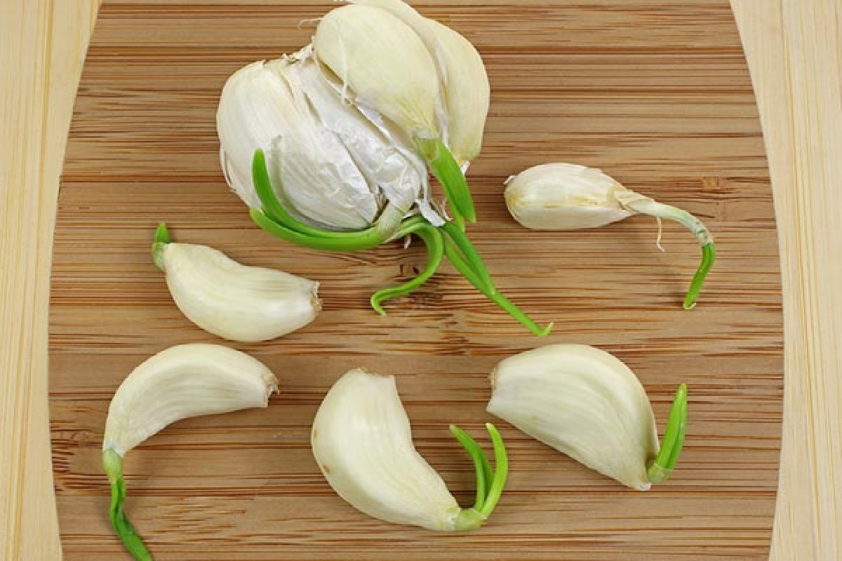 Garlic..