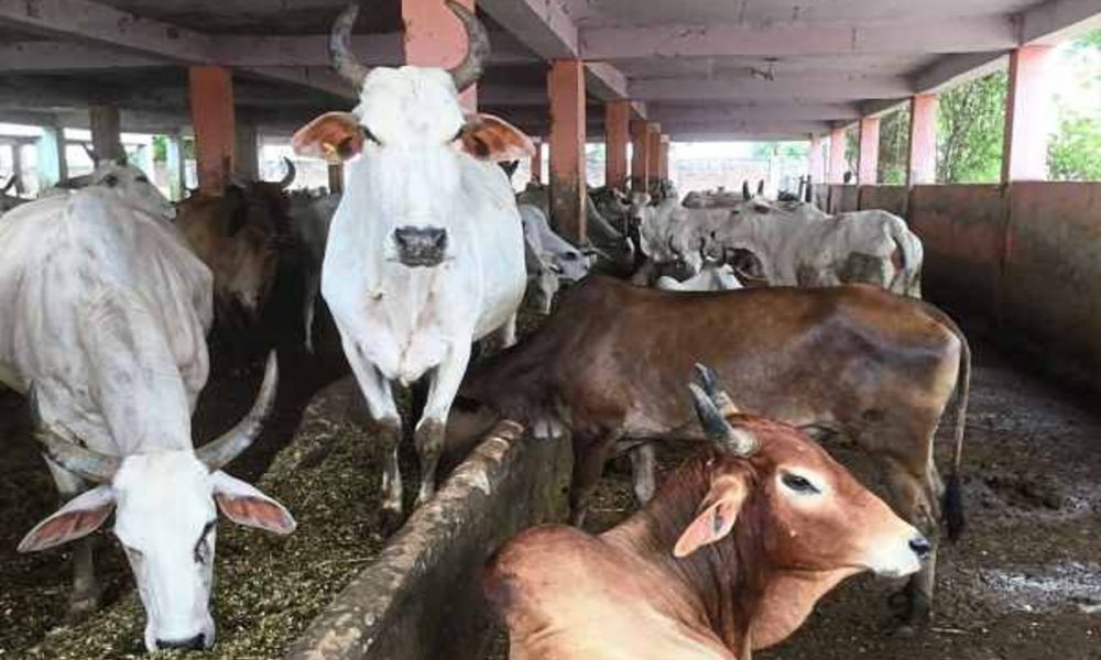 Cow Dung: कुवैत ने भारत से मांगा गोबर, सिर्फ इन दो राज्यों ने ही भर दिया पूरा कंटेनर, जानिए पूरी खबर
