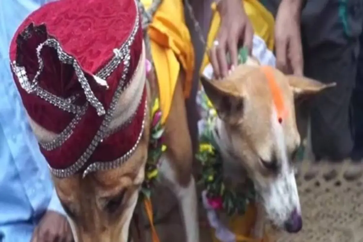 Ajab-Gazab News: कुत्ते-कुतिया की शादी रचाकर दो महंत बने समधी, धूमधाम से निकली बारात, 500 लोग हुए शामिल