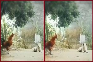 Watch Funny Video: मुर्गे के साथ कुत्ते को बांग देता देख छूटी लोगों की हंसी, क्या आपने देखा ये मजेदार वीडियो