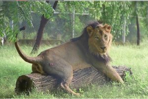 Uttar Pradesh: शेरों का गॉड फादर कहे जाने वाले बब्बर शेर मनन की मौत, कई दिनों से था बीमार