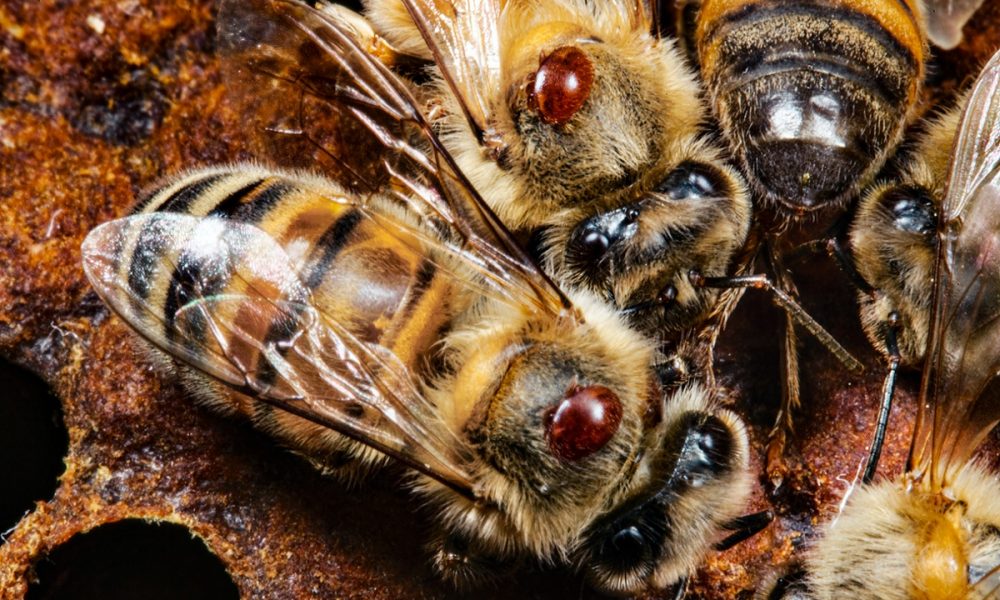 Bees IQ Test: होशियारी में मधुमक्खियां होती हैं सबसे तेज, मछलियों का Maths होता है काफी स्ट्रॉन्ग