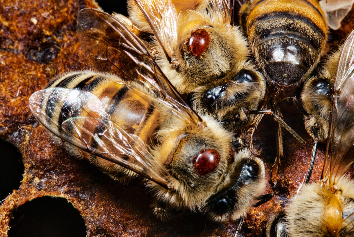 Bees IQ Test: होशियारी में मधुमक्खियां होती हैं सबसे तेज, मछलियों का Maths होता है काफी स्ट्रॉन्ग