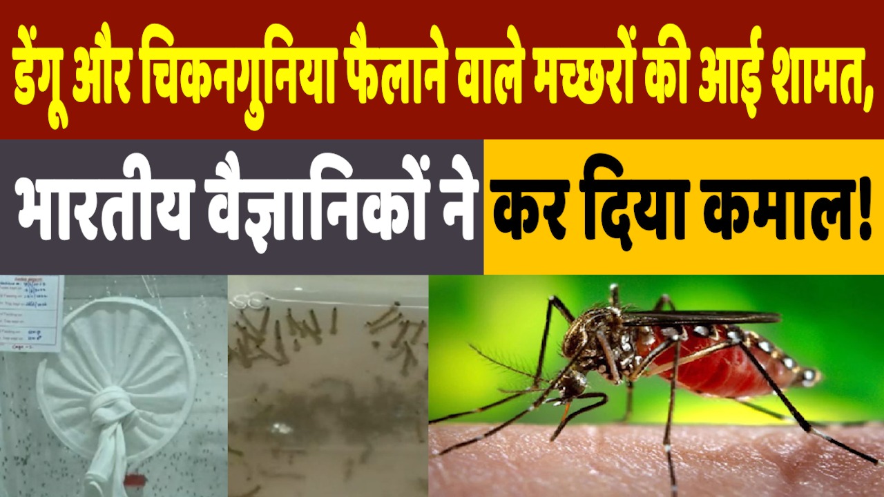 Innovative Mosquito In India: भारत में डेंगू और चिकनगुनिया फैलाने वाले मच्छरों का होगा The End!
