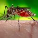 dengue mosquito aedes egypti