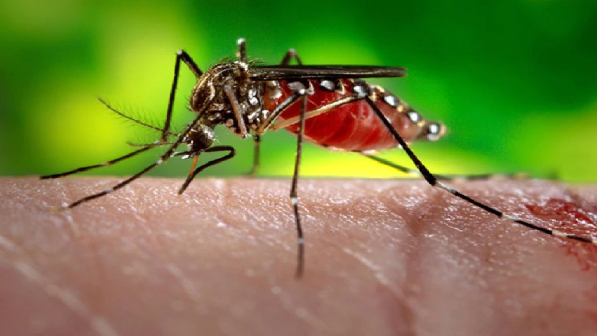 Innovative: भारत में डेंगू और चिकनगुनिया फैलाने वाले मच्छरों की आई शामत, वैज्ञानिकों की इस कामयाबी पर आप कहेंगे वाह!