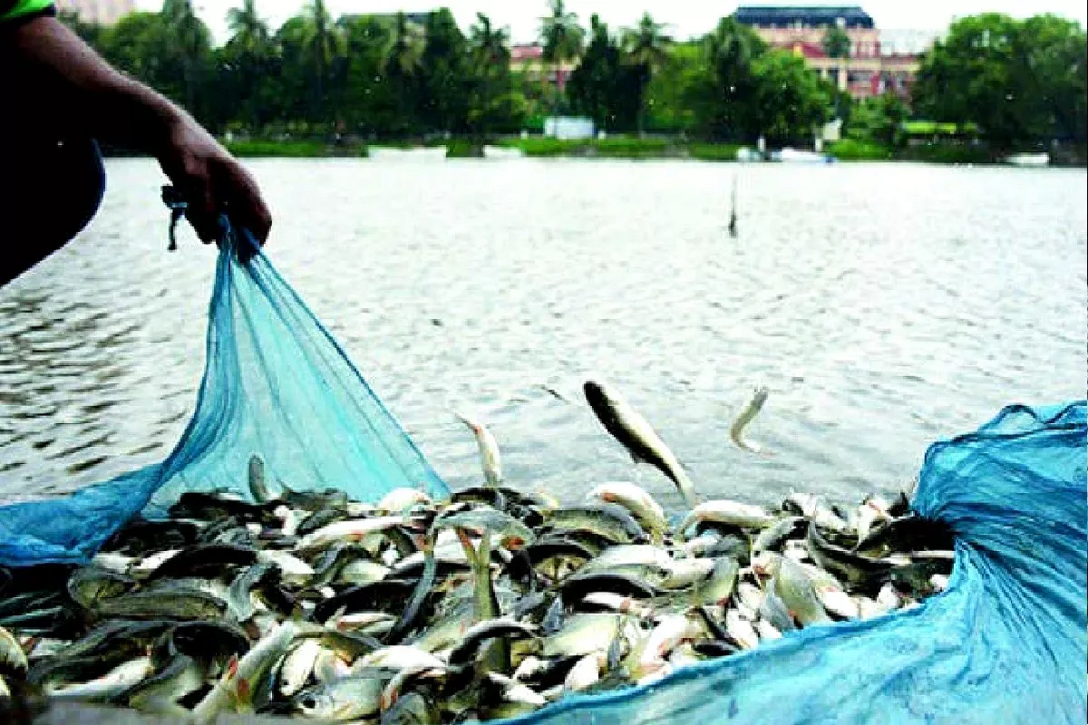 Government Job: कम लागत में कर सकते हैं मछली पालन की शुरूआत, इस योजना के तहत सरकार दे रही 60 फीसदी सब्सिडी