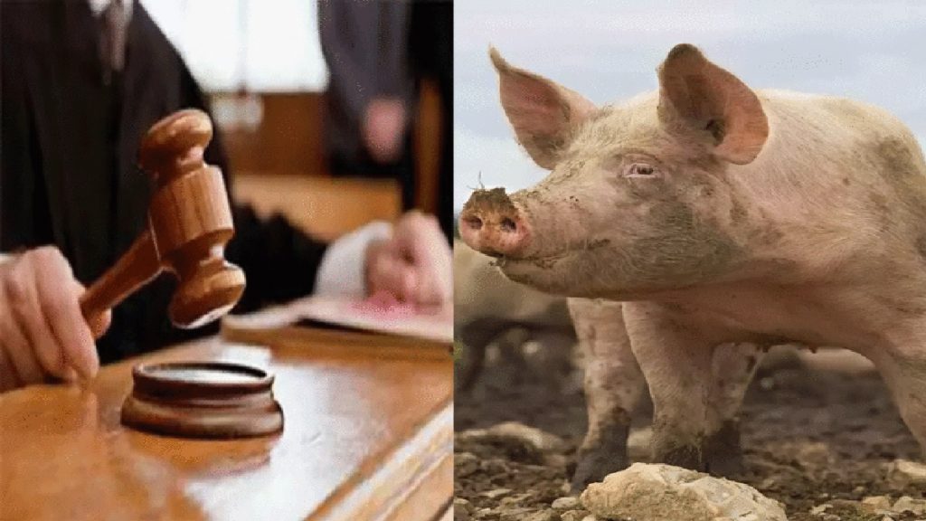pig and court