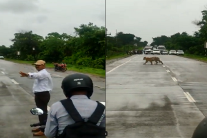 Viral Video: टाइगर को सड़क पार कराने के लिए ट्रैफिक पुलिस ने रूकवा दी गाड़ियां, फिर पेड़ की ओट से निकला बाघ, देखें वीडियो