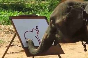 Viral Video: कमाल का आर्टिस्ट है ये हाथी!, सूंड में ब्रश लेकर बनाई कमाल की पेंटिंग, यहां देखें