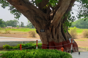 75th Independence day 2022: क्या है पोस्ट नंबर 918?, एक ऐसा पेड़ जो भारत-पाकिस्तान को सदियों से दे रहा छाया
