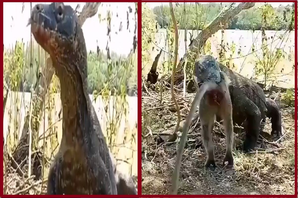 Viral Video: 50 सेकंड में बंदर को जिंदा ही निगल गया ये जानवर, कमजोर दिल वाले बिलकुल भी न देखें ये Video