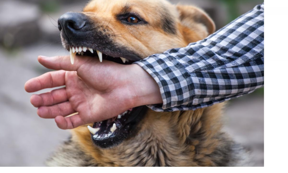 Dog Bite Treatment: अगर कभी काट ले कुत्ता तो बिना देर किए करें ये काम, नहीं तो हो सकती है रैबीज की बीमारी