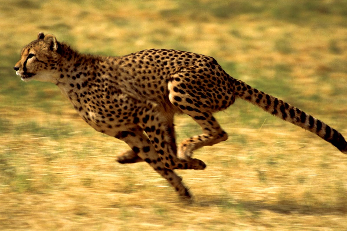 Project Cheetah: खत्म होने जा रहा है 70 सालों का इंतजार, नामीबिया टू इंडिया कल होगा चीतों का गृहप्रवेश