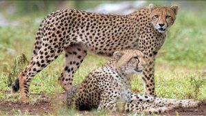 Cheetahs OF KUNO: दक्षिण अफ्रीका से भारत पहुंचे 12 और चीते, मध्यप्रदेश के सीएम शिवराज सिंह चौहान करेंगे कूनो के बाड़ों में रिलीज