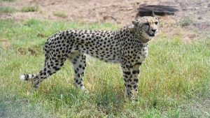 Cheetahs: कूनो में 2 चीतों को बड़े बाड़े में छोड़ा गया, PM मोदी ने शेयर किया Video, आप भी देखिए कैसे चौकड़ी भर रहे