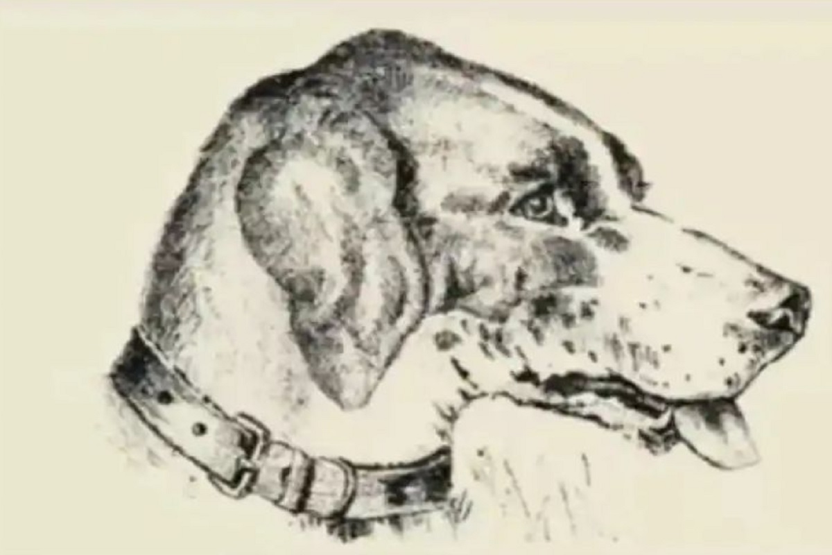 Optical Illusion: ढूंढ लिया तो आप जीनियस, कुत्ते की फोटो में ही छिपा है उसके मालिक का चेहरा, बड़े-बड़े हो गए हैं फेल
