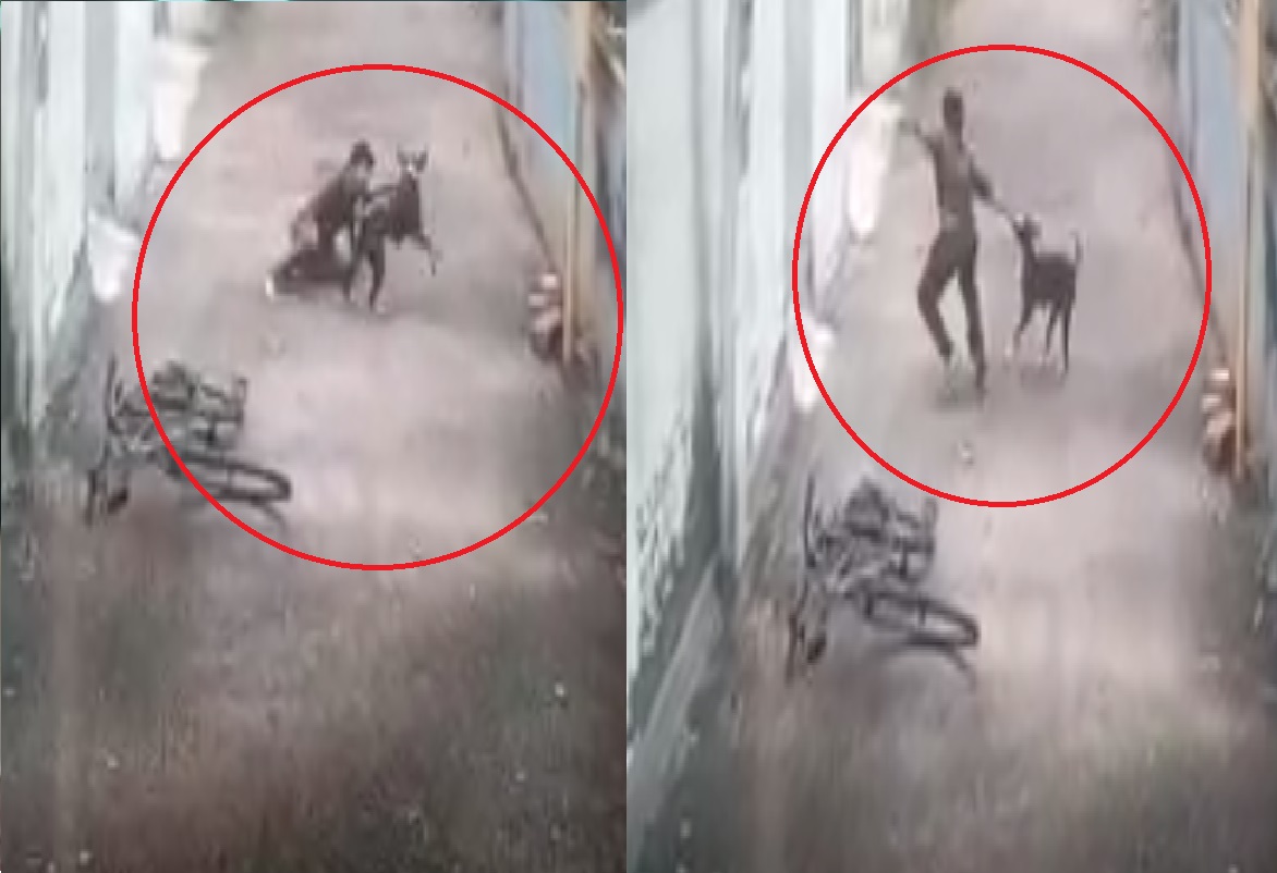 Video Viral: साइकिल चलाते बच्चे को नोचता दिखा कुत्ता, छोटे बच्चे पर किया बुरी तरीके से हमला, वीडियो देख हिल जाएंगे आप