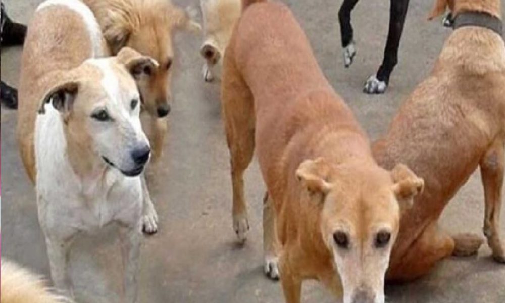 Noida Dog Attack: आवारा कुत्तों ने ली 7 महीने की मासूम की जान, नोंच- नोंचकर बच्ची को कर दिया अधमरा