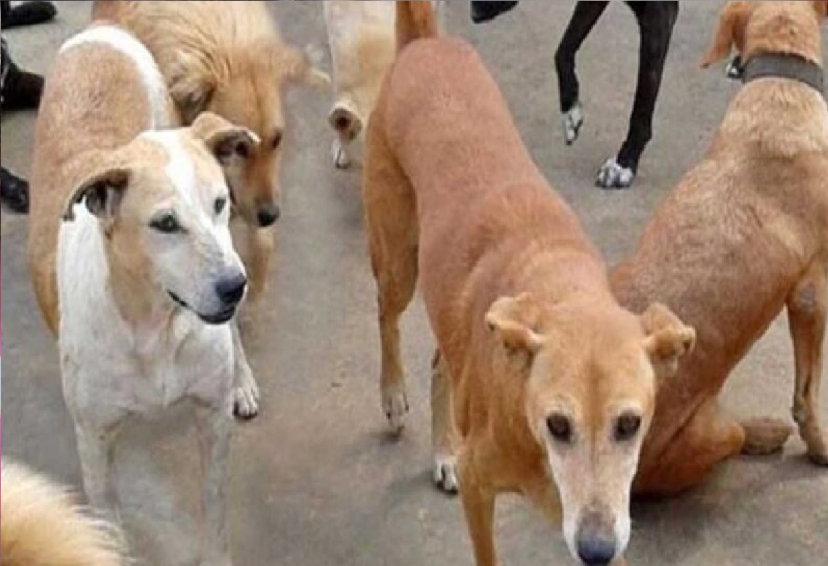 Noida Dog Attack: आवारा कुत्तों ने ली 7 महीने की मासूम की जान, नोंच- नोंचकर बच्ची को कर दिया अधमरा