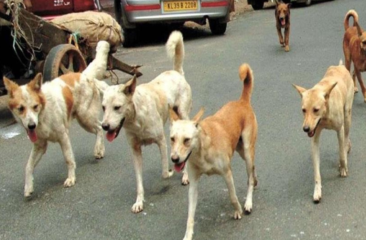 MP: आवारा कुत्तों का शिकार बनी 5 साल की मासूम, अकेला देख बोला हमला, नोंच डाला पूरा शरीर