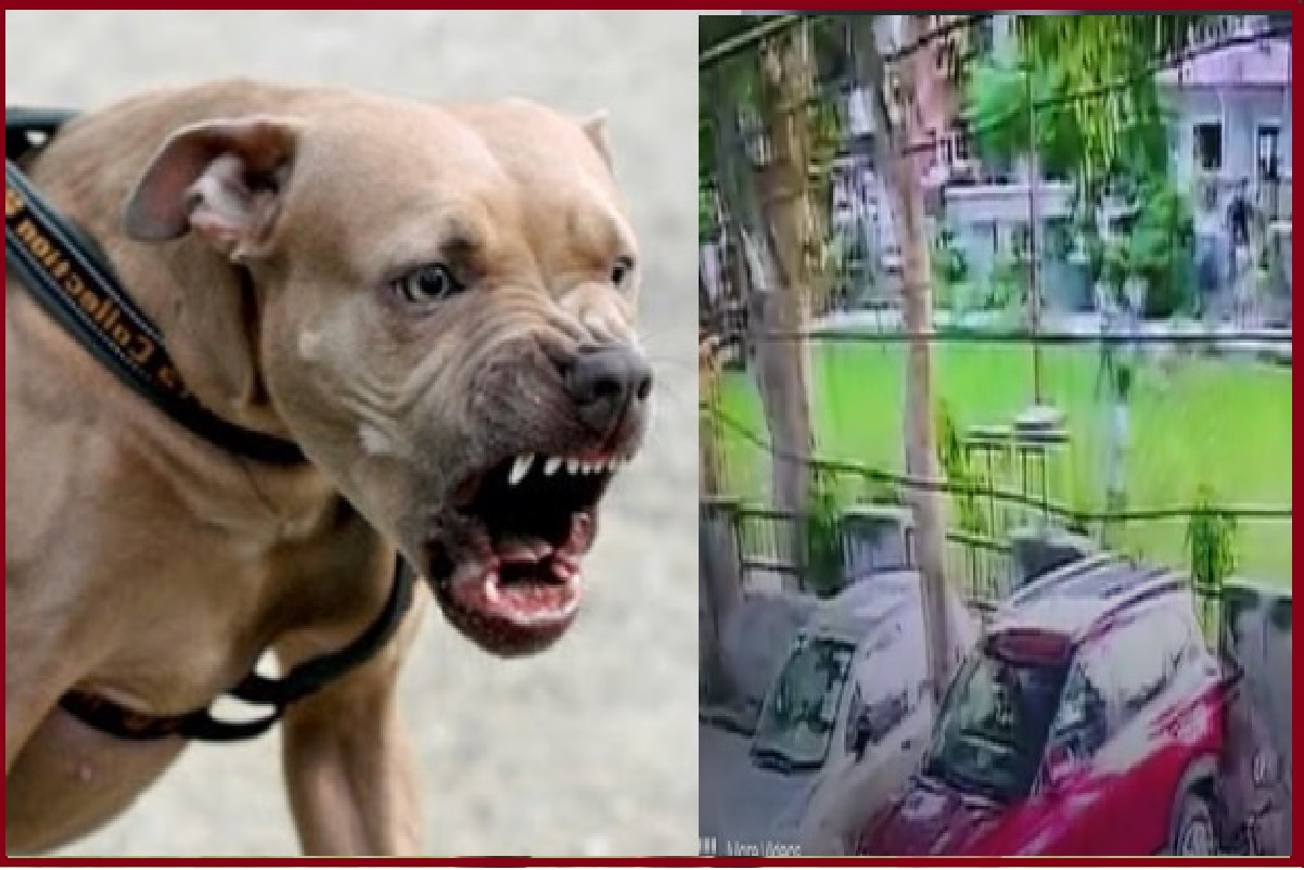 Pitbull Attack in Ghaziabad..