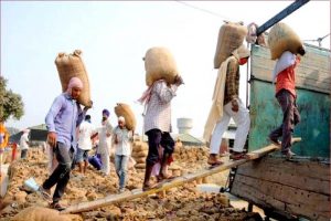 UP: किसानों की आय दोगुनी करने में जुटी योगी सरकार, यूपी में आज से MSP पर धान खरीद शुरू